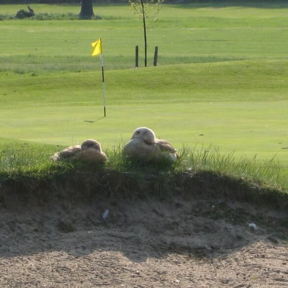 Die Tierwelt von Richmond Park