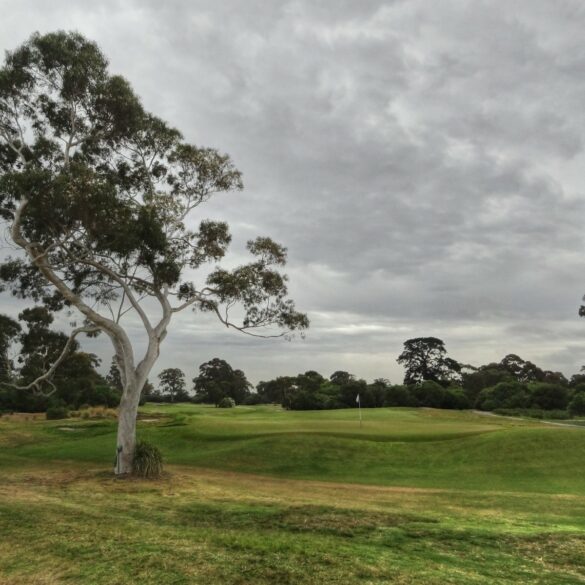 Faszinierender Baum an Grün 11 von Kingston Heath